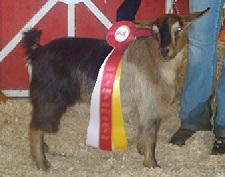 Bells Goats Annie